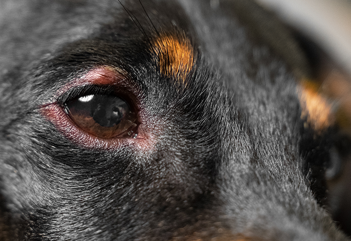 Повреждения глаз у собак