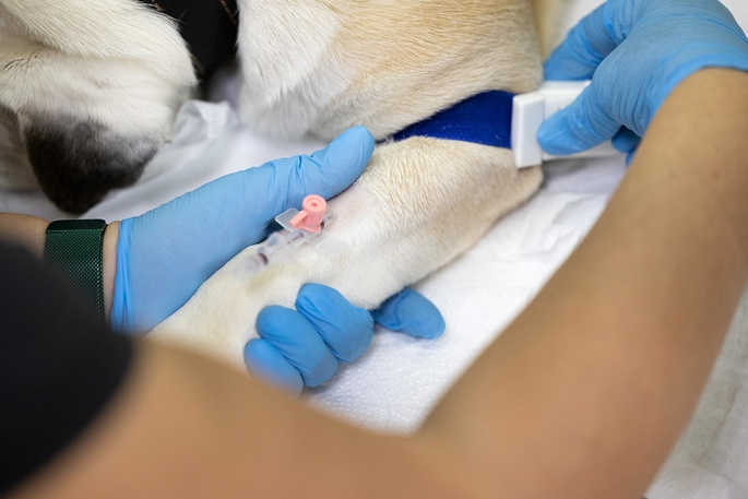Справочник по вакцинации кошек и собак