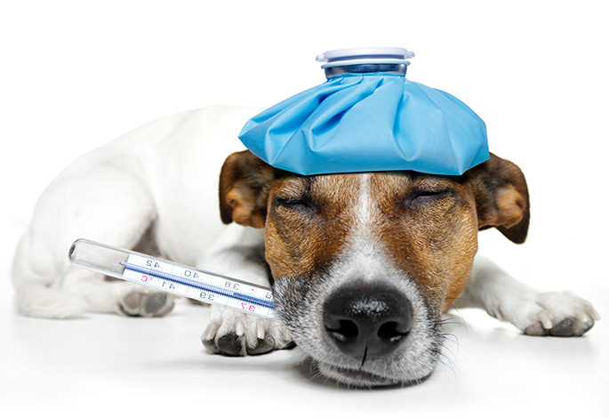 Снижение температуры тела и переохлаждение у собак