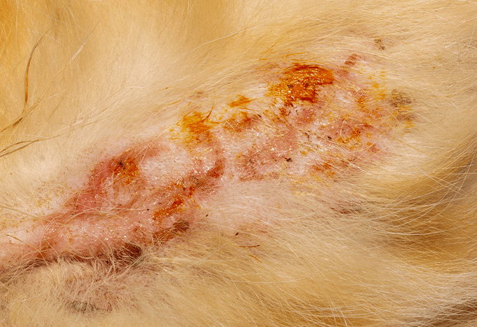 Пиодерма у собак и кошек (бактериальное воспаление кожи) | Ветеринарный  справочник клиники Белый Клык
