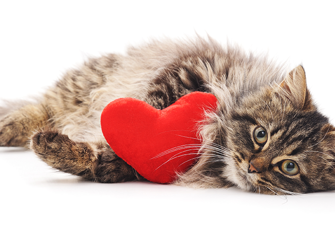 Нарушения сердечного ритма (аритмии) у кошек