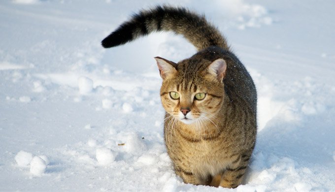 Переохлаждение и снижение температура тела у кошки | Ветеринарный  справочник клиники Белый Клык