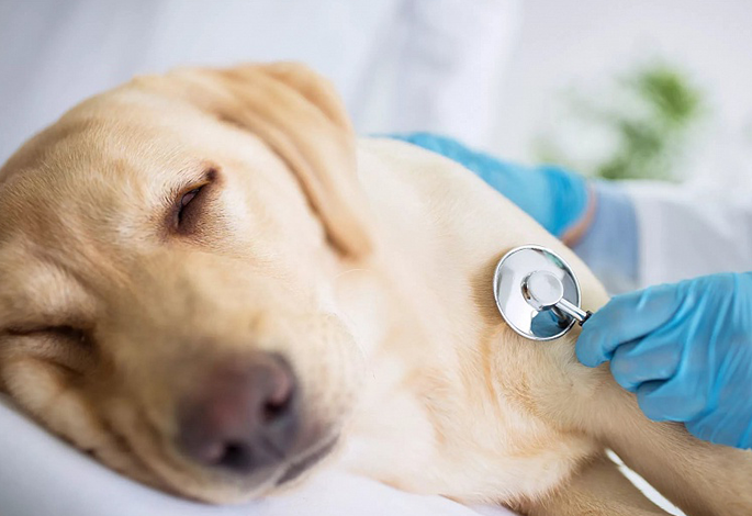 Травмы органов живота у собак