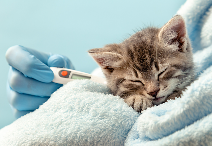 Повышение температуры тела у кошки | Ветеринарный справочник клиники Белый  Клык