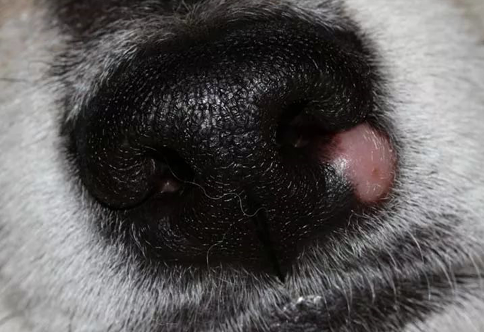 Гемангиоперицитома у собак