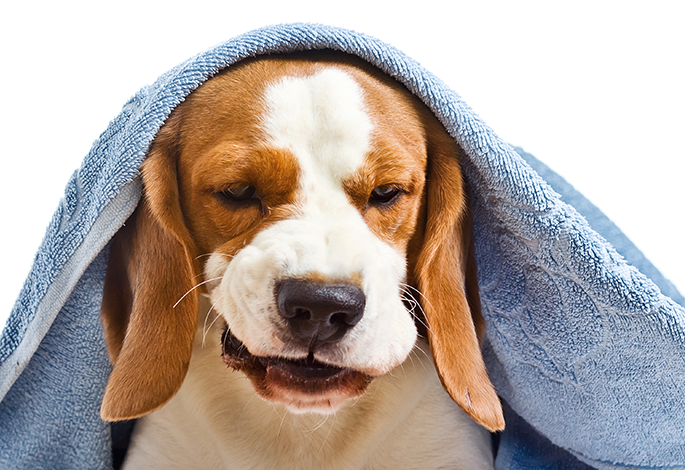 Вольерный кашель у собак | Ветеринарный справочник клиники Белый Клык