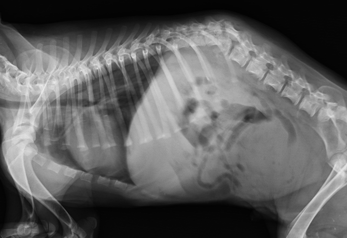 Дископатия ("грыжа межпозвоночного диска") у собаки