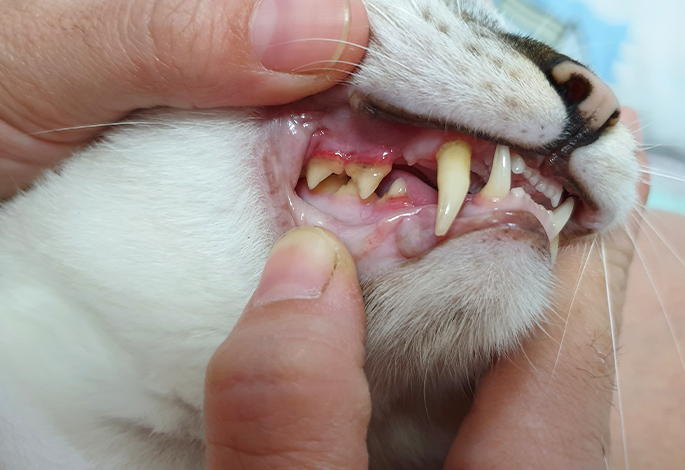Зубной камень у кошек | Ветеринарный справочник клиники Белый Клык
