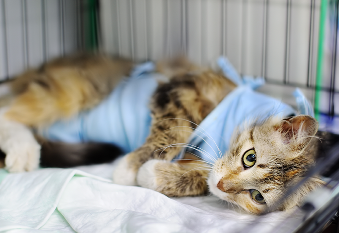 Проникающие ранения грудной клетки у кошек