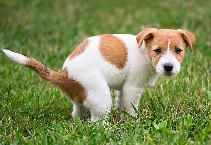 Понос у собаки | Ветеринарный справочник клиники Белый Клык