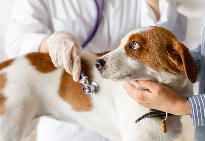 Дилятационная кардиомиопатия (ДКМП) у собак