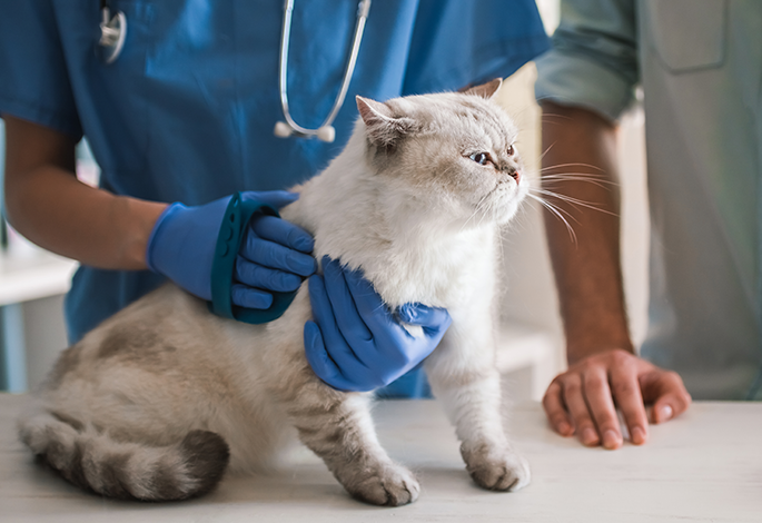 Опухоли у собак и кошек: раннее обращение к врачу