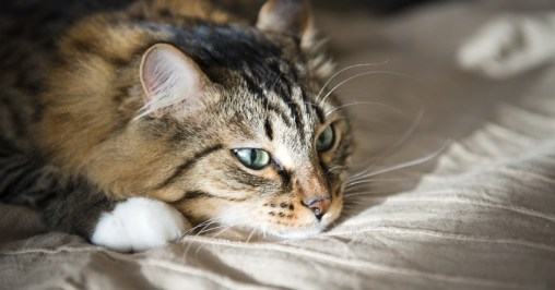 Инфекционные болезни кошек (краткий обзор) | Ветеринарный справочник  клиники Белый Клык