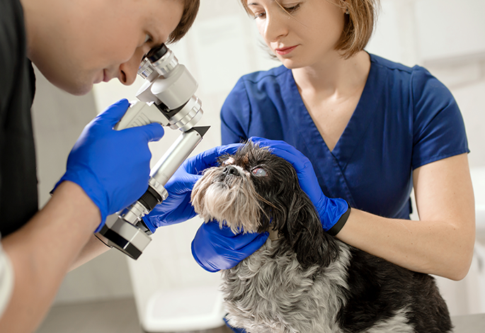 Передняя увеальная меланоцитарная неоплазия у собак и кошек