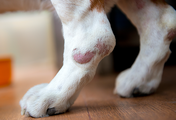 Кровоизлияния на коже у собак и кошек