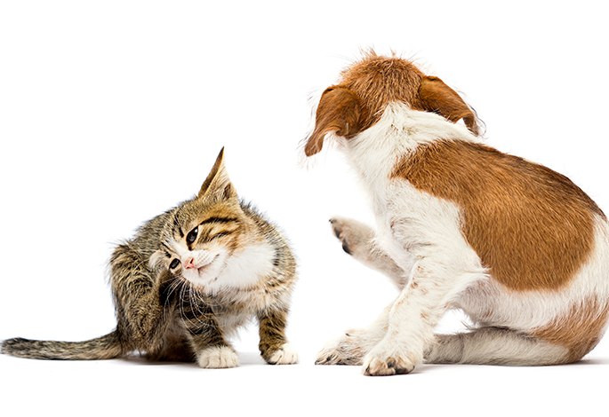 Аллергии у собак и кошек