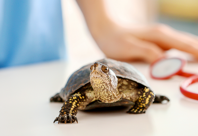 Недостаточность йода в организме черепахи