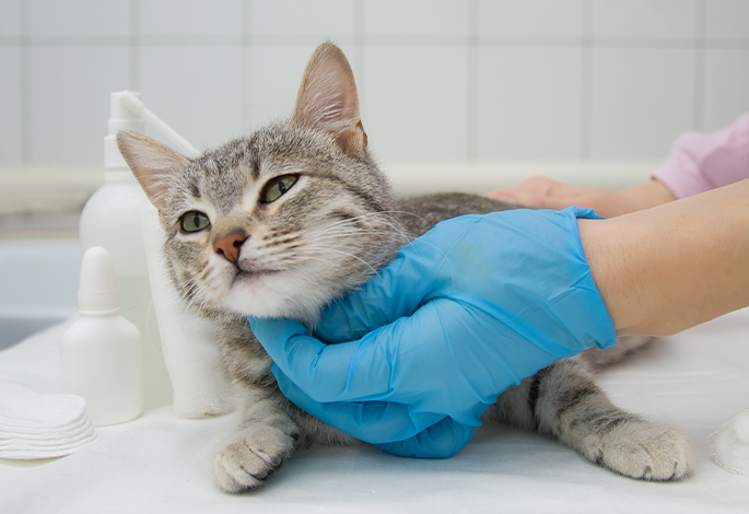 Пневмония у кошек: тактика лечения
