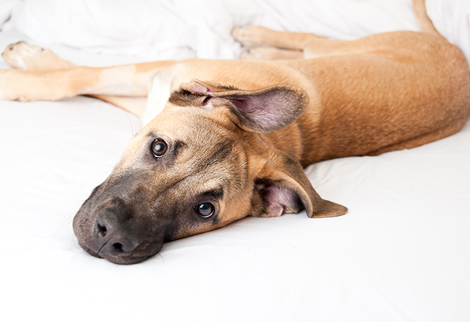 Одышка, затрудненное и хриплое дыхание у собаки | Ветеринарный справочник  клиники Белый Клык