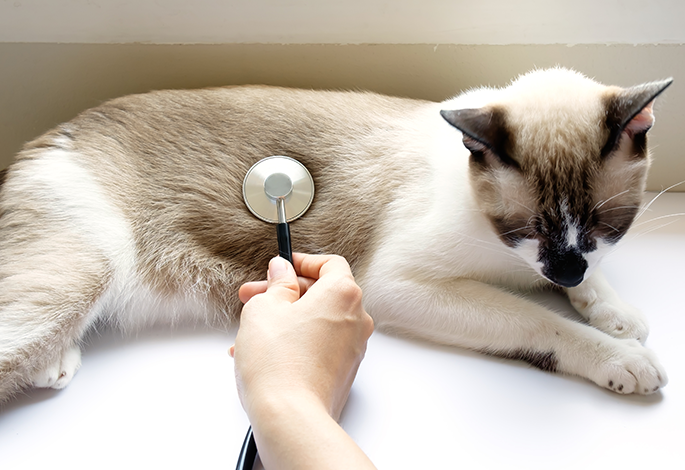 Панлейкопения у кошек | Ветеринарный справочник клиники Белый Клык