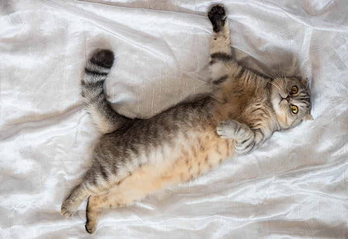 Выделения из петли у кошек | Ветеринарный справочник клиники Белый Клык