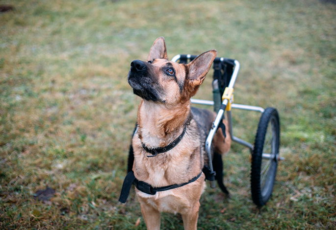 Уход за парализованной собакой