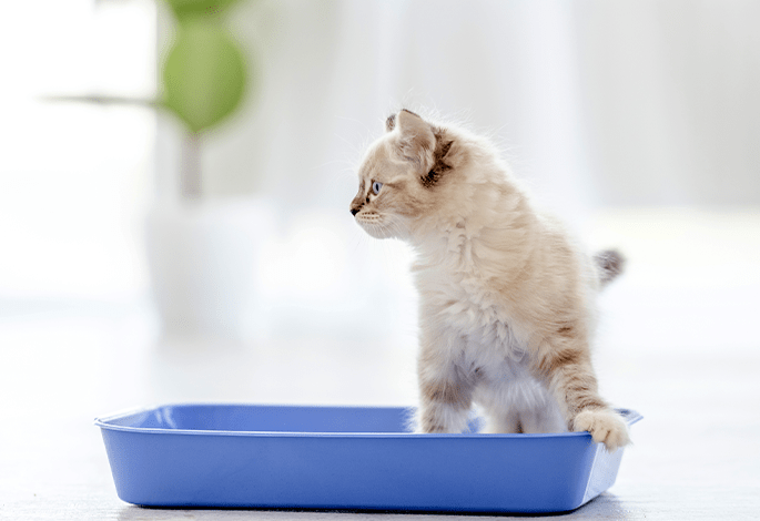 Изменение вида мочи и характера мочеиспускания у кошки