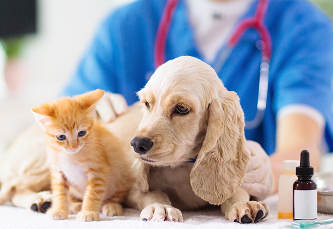 Мастоцитомы собак и кошек