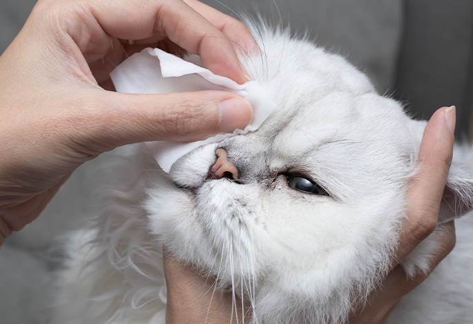 Повреждения глаз у кошек
