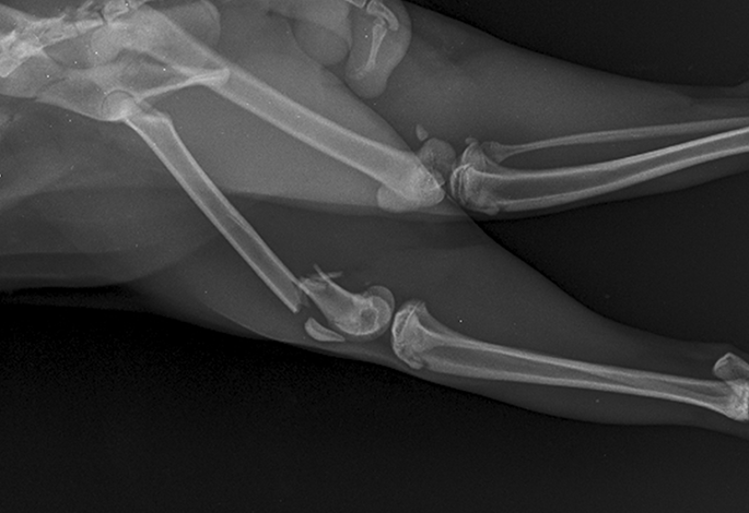 Переломы костей конечностей у собак