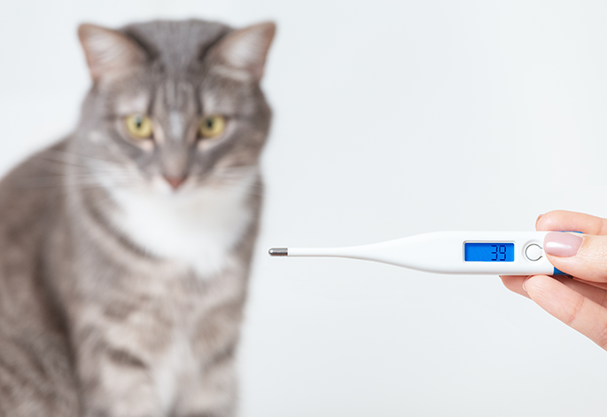 Как измерить температуру у собаки или кошки