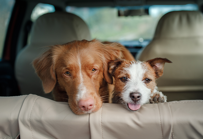 Укачивание собак в машине (кинетоз)