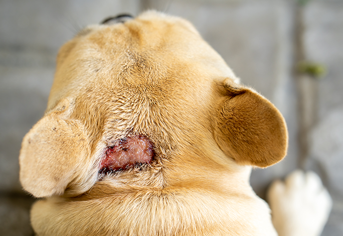Инфекционные болезни собак (краткий обзор) | Ветеринарный справочник  клиники Белый Клык