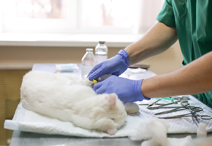 Кастрация кота в клинике Белый Клык