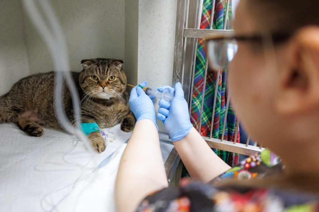 Лечение кошки