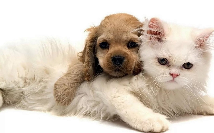Алиментарный гиперпаратиреоз у щенков и котят