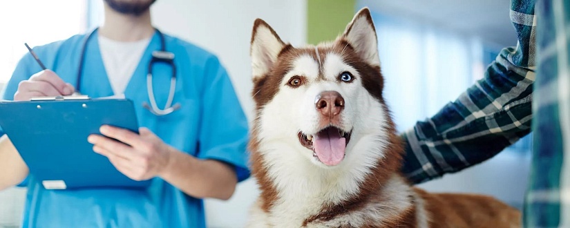 Терапия в ветеринарной клинике Белый Клык
