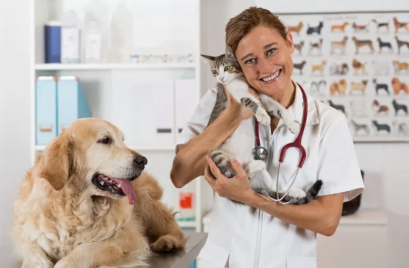 Об опасности посещения ветеринарной клиники с животным